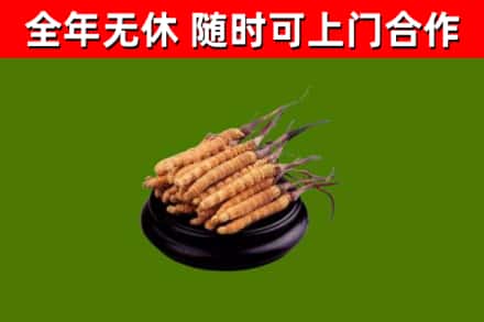 巴南区烟酒回收冬虫夏草.jpg